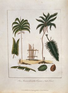 Le Manicole et le cocotier, extrait de 